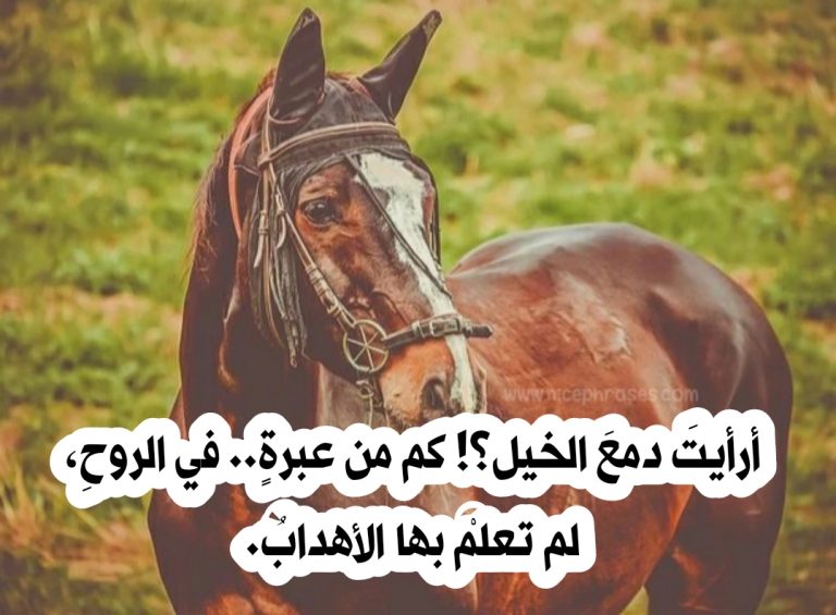 شعر عن الخيل والحب