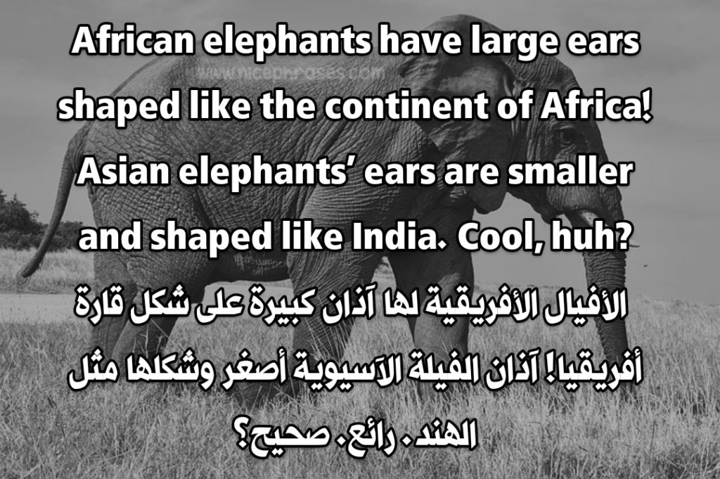 كلمة فيل بالانجليزي